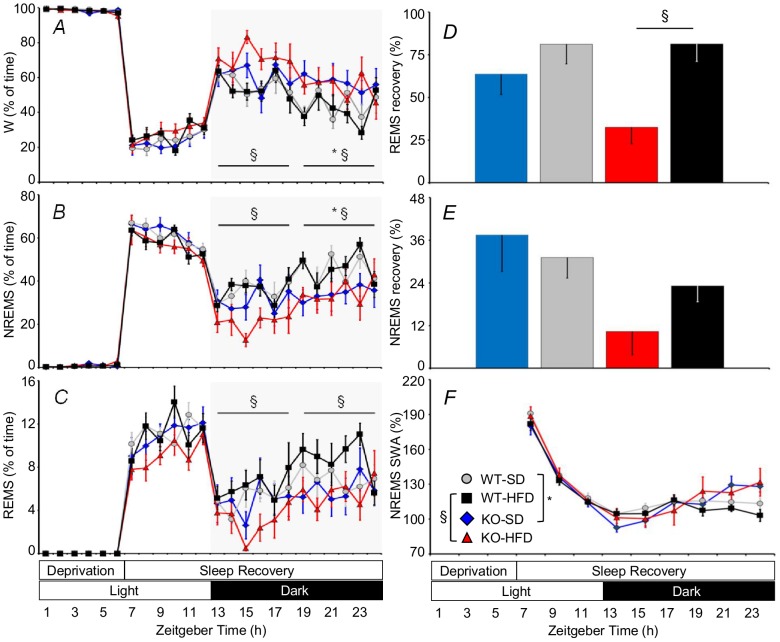 Wake-sleep profile during and after sleep deprivation in KO and WT mice.Panels A, B, and C show the percentage of recording time spent in W, NREMS, and REMS as a function of the time of day during sleep deprivation and subsequent sleep recovery. Statistical analysis was performed on average values over 6-hour periods (horizontal lines). Panels D and E show the percentage of NREMS and REMS time lost during sleep deprivation, respectively, which was recovered at the end of the sleep recovery period. Panel F shows EEG SWA in NREMS during recovery after sleep deprivation with the same scale as in Figure 3. Data are means ± SEM in KO and WT fed SD or HFD, with n = 9–10 per group. Abbreviations and symbols have the same meaning as in preceding figures.