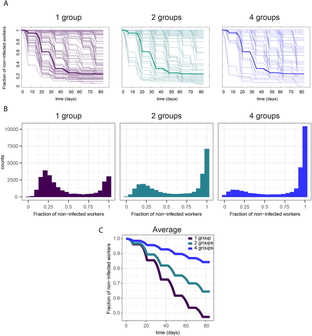 (A) Mean-field dynamics (thick line) and 100 gillespie simulations (thin lines) of Si,1(t) during a 12-week simulation of the stochastic model with spatial separation, for a group of 150 workers (1 group), a group of 75 workers (2 groups), and a group of 38 workers (4 groups). (B) Distribution of Si,1(t) at the end of a 12-week simulation, computed using 25000 gillespie simulations of the stochastic model with spatial separation, for a group of 150 workers (1 group), a group of 75 workers (2 groups) and a group of 38 workers (4 groups). (C) Average of Si,1(t) for a group of 150 workers (1 group), a group of 75 workers (2 groups) and a group of 38 workers (4 groups). (C) Average of Si,1(t) in the model. Parameters: αi = 0.0005, βi = 0.005 (1 group), βi = 0.01 (2 groups), βi = 0.01974 (4 groups).