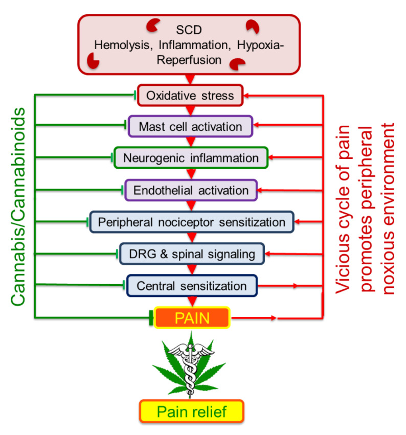 Cannabinoids ameliorate activation of peripheral and central mediators of sickle pain. In sickle cell disease ongoing hemolysis, inflammation, oxidative stress, mast cell activation, neurogenic inflammation, hypoxia/reperfusion injury and endothelial activation provide a noxious microenvironment that leads to nociceptor activation in the periphery as well as the central nervous system (CNS). Continued neuronal activation in the dorsal root ganglia leads to the amplification and transmission of action potentials to the spinal second order neurons causing hypersensitization resulting in central sensitization and pain refractory to treatment. Continued sensitization causes an antidromic release of substances from the CNS to the periphery causing neuroinflammation, which in turn lead to sensitization of peripheral nerve fibers and transmission of action potentials, thus leading to a vicious cycle of peripheral and central sensitization and pain. Cananbinoids have the potential to inhibit oxidative stress, inflammation, neuroinflammation and peripheral/central sensitization, thereby ameliorating the underlying pathobiology of sickle cell disease that may initiate pain and also by directly inhibiting the neuronal activity, leading to amelioration of pain.