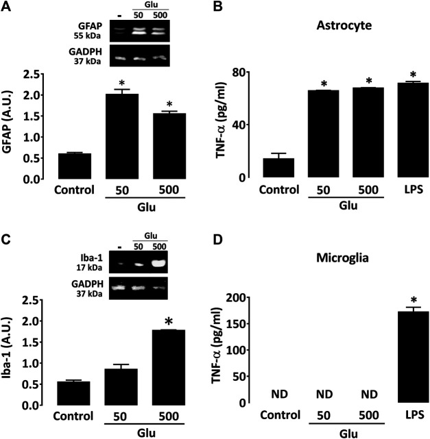 Glutamate promotes activation of cultured astrocytes. (A) Impact of glutamate (50 and 500 μM) on GFAP expression as characterized by western immunoblotting in astrocyte cultures. (B) Impact of glutamate (50 and 500 μM) on Iba-1 expression as characterized by western immunoblotting in microglial cultures. *p < 0.05 vs. control, n = 6; One-way ANOVA followed by Bonferroni test. (C) Impact of glutamate (50 and 500 µM) on TNF-α levels in astrocyte and (D) microglial cultures. In both cases, LPS (0.5 ng/ml) was used as reference inflammogen. *p < 0.05 vs. control, n = 6–8; One-way ANOVA followed by Bonferroni test. ND: Non-detectable.
