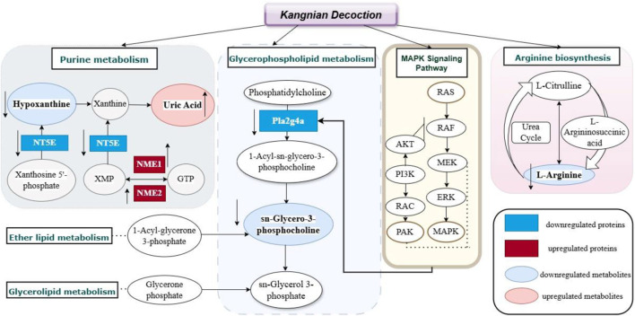 Metabolic-Protein regulatory network diagram of KN Decoction.