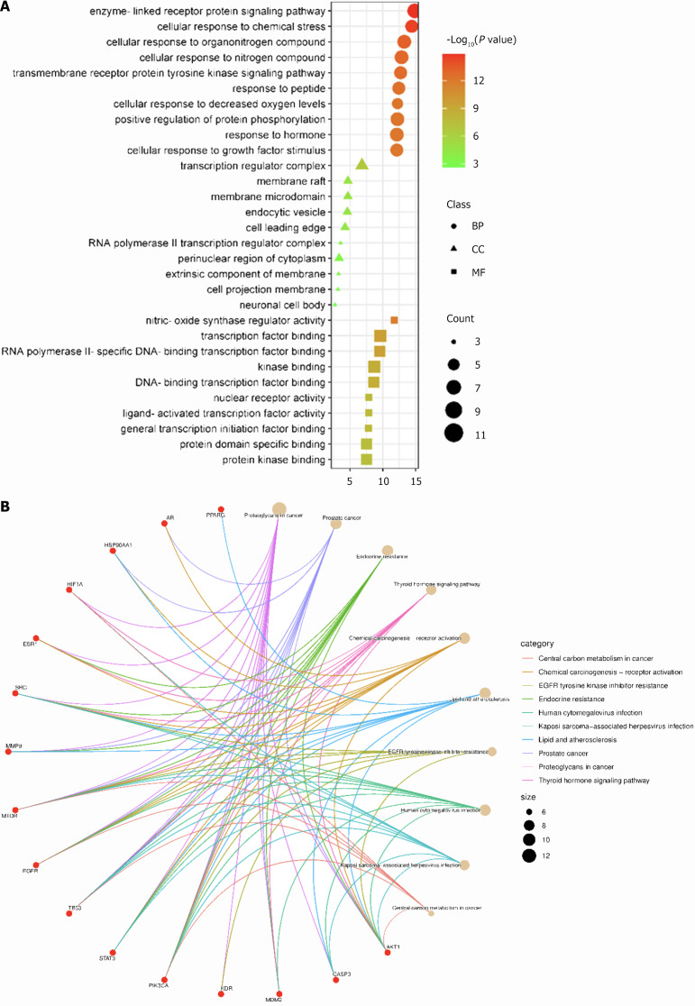 Bubble map of tetrahydrocurcumin and hepatocellular carcinoma core targets. A: Bubble map of GO enrichment analysis of tetrahydrocurcumin (THC) and hepatocellular carcinoma (HCC) core targets; B: Bubble map of KEGG enrichment analysis of THC and HCC core targets. BP: Biological process; CC: Cell component; MF: Molecular function.