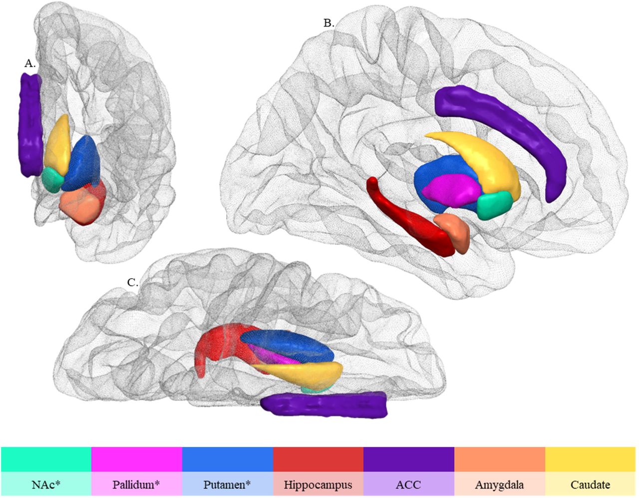 Overview of examined seeds, shown here in the left hemisphere only*Ultimately found to significantly functionally connect to other brain voxelsA., anterior view; ACC, anterior cingulate cortex; B., sagittal view; C., superior view; NAc, nucleus accumbens