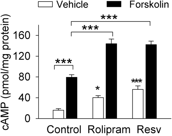 The non-selective PDE inhibitor resveratrol and the PDE4 inhibitor rolipram elevated cAMP levels and further potentiated the forskolin-induced increase in cAMP in midbrain slices. Slices were incubated with vehicle, rolipram (1 µM), resveratrol (Resv, 100 µM) and/or forskolin (10 µM) as indicated in the figure. Resveratrol, rolipram, and forskolin by themselves significantly increased cAMP levels; resveratrol or rolipram further potentiated the forskolin-induced increase in cAMP levels (*p < 0.05 vs. vehicle; ***p < 0.001, n = 8–13). Error bars in this and other figures indicate SEM.