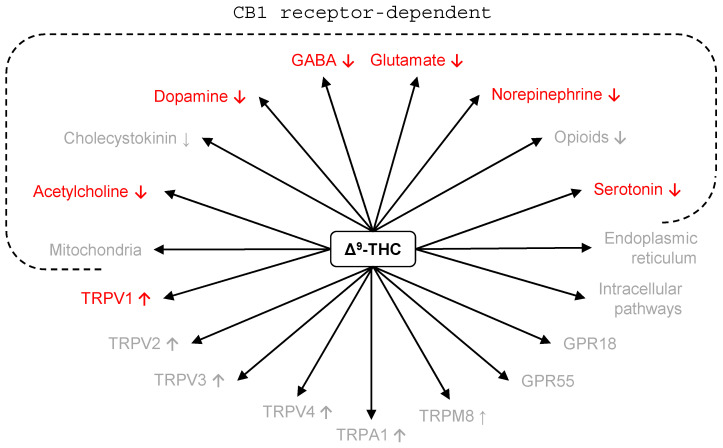 Neurochemical effects of THC and their relation to mechanisms underlying depression. ↓, decrease in function; red, the neurochemical effects of THC are inconsistent with antidepressant action; Gray, unknown or too complex to be discussed here (see text).