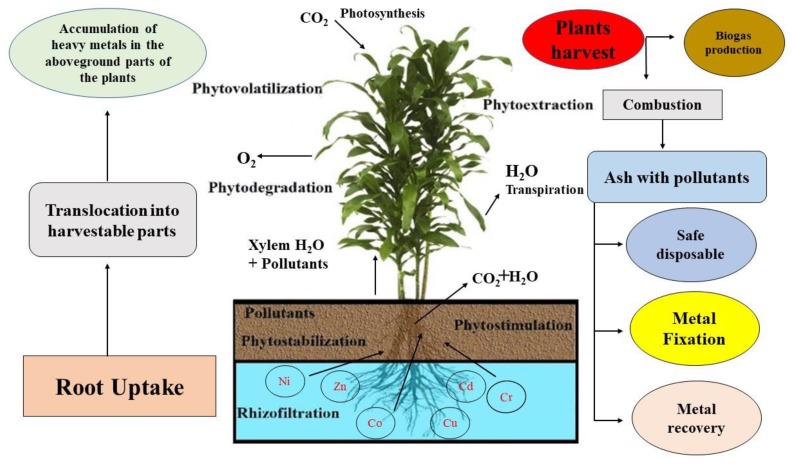 The mechanisms of different types of phytoremediation in plants with different management options of the end product.