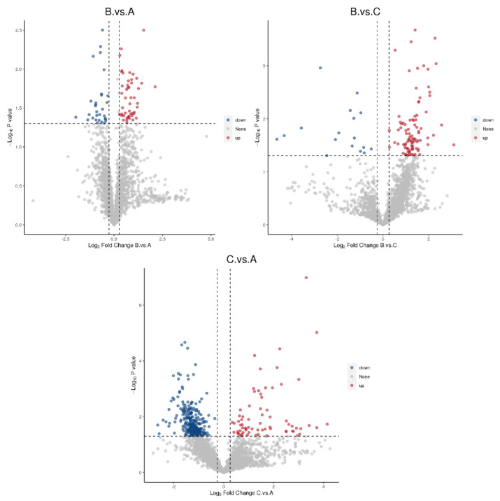 Volcano plots comparing the differentially expressed proteins between groups. Gray represents proteins with insignificant differences, red represents up-regulated proteins, and blue represents down-regulated proteins.