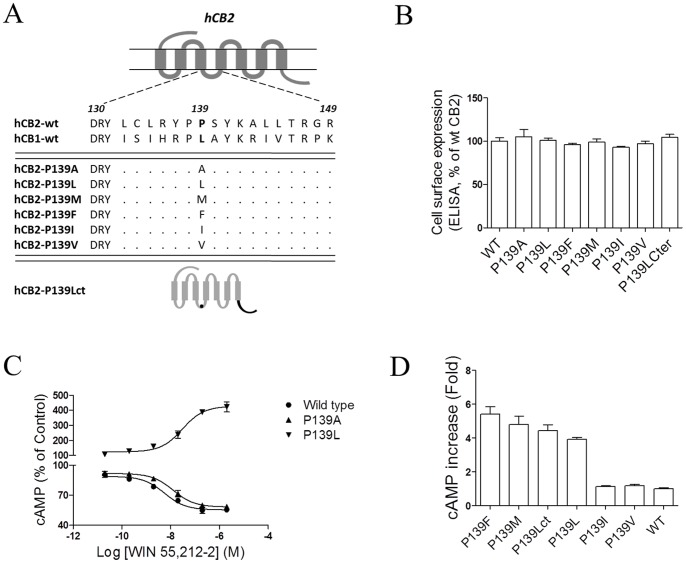 Effects of key residues in the ICL2 of the CB2 receptor on selectively Gi and Gs coupling.(A) Structures of CB2 mutations within the second intracellular loop as well as the C-terminal. (B) ELISA analysis of CB2 receptors expression. HEK293 cells were transiently transfected with Flag epitope-tagged receptors and the cell surface expression was measured by ELISA analysis, as described under Methods. The results represent the mean ± SEM of three independent experiments, each done in triplicate. (C) Dose response curve of cAMP accumulation for the CB2P139A and CB2P139L upon WIN55,212-2 stimulation. For cAMP measurements, cells were incubated with various concentrations of WIN55,212-2 for P139L and with various concentrations of WIN55,212-2 plus 10 µM forskolin for P139A and wild-type for 4 h. Values were expressed as percentage of forskolin stimulation for CB2P139A and CB2 wild-type, and as percentage of basal activity for CB2P139L. (D) Effects of substitutions of P139 with various kinds of amino acids in the CB2 receptor on WIN55,212-2-induced cAMP formation. HEK293 cells were treated with 2 µM WIN55,212-2, and cAMP production was measured as described in the materials and methods. The resulting increases in cAMP were expressed as fold increase above basal. Data are expressed as the mean ± SEM and are representative of three independent experiments.