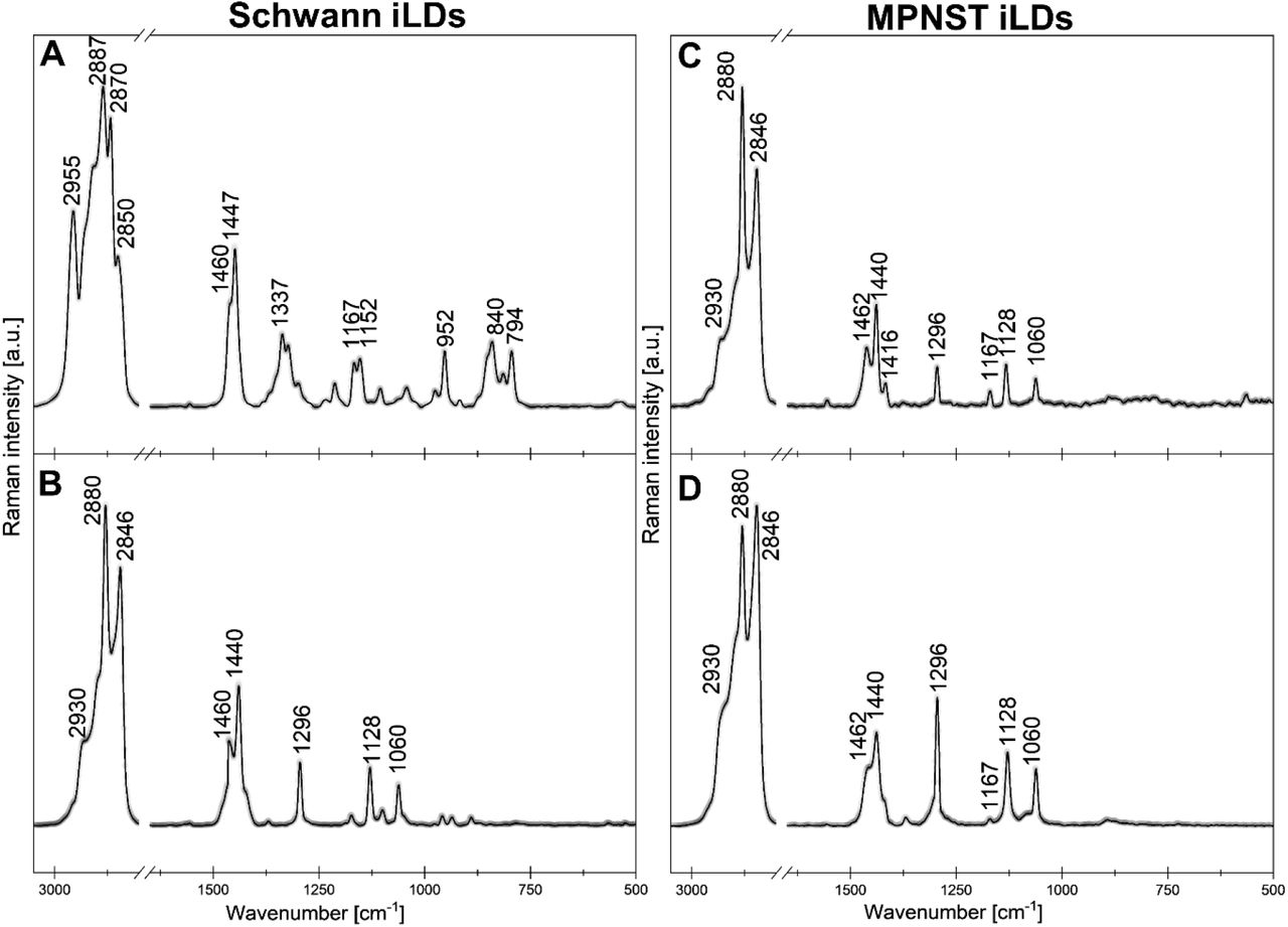 Representative Raman spectra of isolated lipid droplets (iLDs) obtained from Schwann cells (A, B) and MPNST cells (C, D). Variations in band presence and relative intensities reflect chemical heterogeneity of lipid droplet cargo both between cell types and within individual iLD populations, indicating the coexistence of spectrally distinct lipid droplet subtypes.
