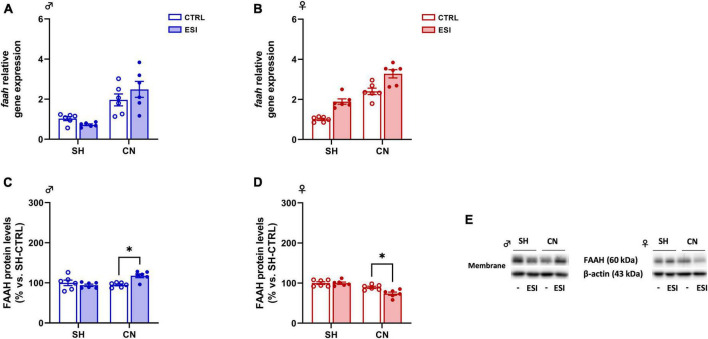 Effect of early social isolation (ESI) and different housing conditions on FAAH gene expression in the PFC of adolescent male (A,C) and female (B,D) rats. Gene expression data (A,B) represent 2–ΔΔCt values calculated by the ΔΔCt method and are expressed as mean ± SEM (n = 5–6/group). Protein levels (C,D) are shown in the cortical membrane fraction. Data are expressed as percentages of SH-CTRL male and female rats, respectively. Histograms represent the mean ± SEM (n = 6/group). Data were analyzed by two-way ANOVA followed by Tukey’s multiple comparisons test (*p < 0.05). Representative immunoblots for FAAH protein levels (63 kDa) and β-Actin (43 kDa) are shown in panel (E).