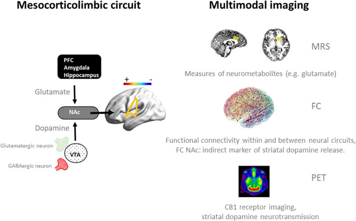 Schematic representation of neurotransmission and functional connectivity in the mesocorticolimbic circuit in the normal brain (32) (left panel) and multimodal imaging measures (right panel) that can be employed to assess dynamics within this circuit during an acute challenge with THC and when sober. Magnetic Resonance Spectroscopy (MRS) has been successfully used to quantify frontal and striatal glutamate concentrations in cannabis users during intoxication and when sober (33, 34). fMRI measures of functional connectivity (FC) have provided functional associations within and between neural networks in cannabis users during intoxication (33, 35, 42) and when sober (15–17, 42), and can be used as an indirect marker of striatal dopamine release during cannabis intoxication (33, 81). Positron emission tomography (PET) can be used to determine CB1 receptor density at glutamatergic and GABAergic neurons in the striatum of cannabis users (60, 62) and to determine dopamine displacement at D2/D3 receptors as a measure of dopamine transmission during cannabis intoxication (36). NAc, nucleus accumbens; PFC, prefrontal cortex.
