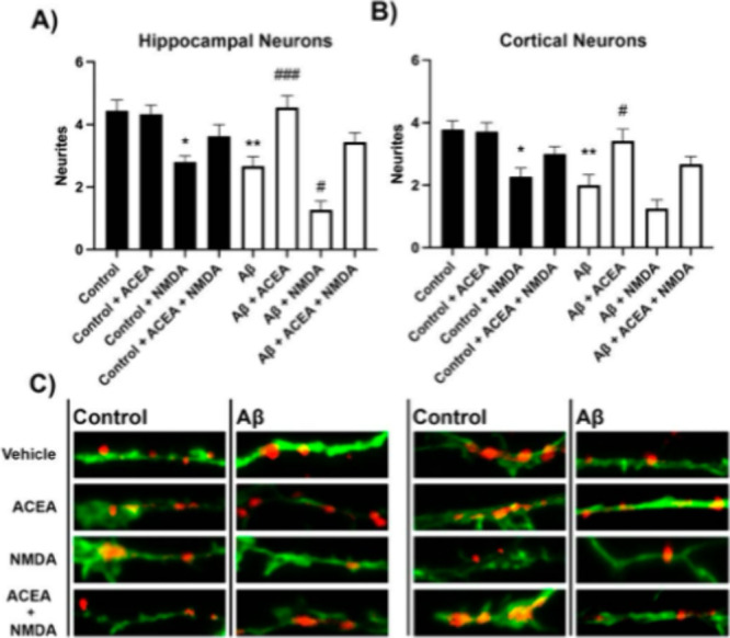 Effect of ACEA and NMDA on neurite patterning in primary cortical and hippocampal neurons treated with Aß1–42. On DIV 10, cortical and hippocampal primary cultures of neurons were treated with Aß 1–42 (500 nM) for 48 h. On DIV 11, neurons were stimulated with vehicle, ACEA (100 nM), NMDA (15 μM) or both. Neurite patterning was detected by immunocytochemistry using an anti-Nectin antibody (Abcam, 1/1000). Neurons were detected with the 3 anti-F-actin antibody fused to an Alexa 488 fluorophore (ThermoFisher, 1/400). A-B. Quantification was performed over dendritic segments of 15 μm. C. Representative images for each condition. Red represents neurite formation. Values are the mean ± SEM of 12 independent experiments performed in duplicates. One-way ANOVA followed by Bonferroni’s multiple comparison post hoc test were used for statistical analysis *p < 0.05, **p < 0.005, ***p < 0.001 versus vehicle treatment.