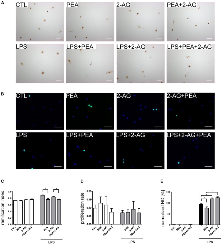Effect of 2-AG and PEA on ramification index, proliferation index and nitrite concentration of primary rat microglia. Representative pictures of stained microglia for (A) ramification index (IB4) and (B) proliferation rate (BrdU in green, DAPI in blue). Scale bar = 50 μm. (C) Effects of 2-AG and PEA on ramification index. Application of LPS (nLPS = 22) led to an increase in the ramification index in comparison to control group (CTL; nCTL = 22). Whereas PEA co-applied with LPS (nLPS+PEA = 23) reduced the ramification index significantly, 2-AG (nLPS+2–AG = 23) had no effect. 2-AG, PEA, or combination of both applied alone (nPEA = 19, n2–AG = 22, n2–AG+PEA = 22) had no effect on ramification index. The combination of LPS, 2-AG and PEA (nLPS+2–AG+PEA = 22) led to decrease in the ramification index in comparison to the groups treated with LPS and 2-AG. (D) No effect of 2-AG and PEA with/or without LPS on proliferation of primary microglia cells could be observed (nCTL = 12, nLPS = 12, nPEA = 11, n2–AG = 11, n2–AG+PEA = 12, nLPS+PEA = 12, nLPS+2–AG = 11, nLPS+2–AG+PEA = 12). (E) Effects of 2-AG and PEA on nitrite concentration after 72 h. PEA, 2-AG, or PEA combined with 2-AG had no effect on the nitrite concentration in primary microglia (nCTL = 18, nPEA = 18, n2–AG = 18, n2–AG+PEA = 18). After administration of LPS, nitrite concentration increased significantly. PEA co-applied with LPS (nLPS+PEA = 18) decreased the NO production in comparison to LPS (nLPS = 18). 2-AG+LPS (nLPS+2–AG = 18) and also 2-AG+PEA+LPS (nLPS+2–AG+PEA = 18) treated microglia produced significantly more NO in comparison to LPS. Statistics was performed using a one-way ANOVA test with Bonferroni correction and significance was chosen for p < 0.05. The asterisk denotes significant results regarding the respective measurement indicated with the bar. The values are served as a mean with standard error of the mean.