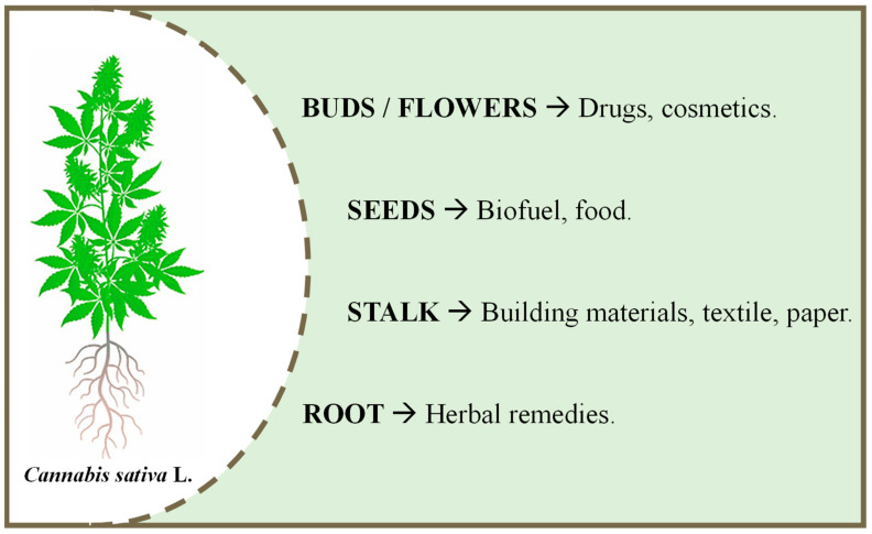 Industrial applications of Cannabis sativa L. related to each plant fraction (Adapted from Hesami et al. [109]).