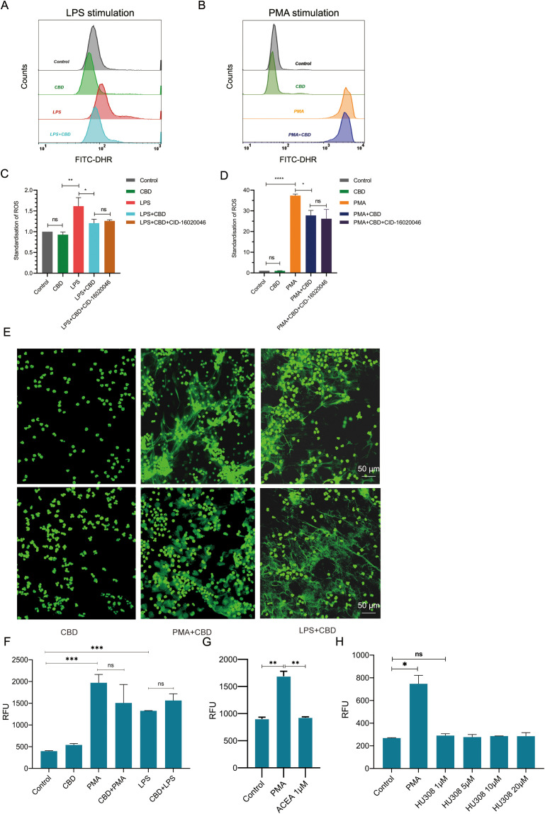 Panel A shows flow cytometry histograms for LPS stimulation with different treatments. Panel B displays similar histograms for PMA stimulation. Panel C presents a bar graph of ROS standardization following different treatments under LPS stimulation. Panel D shows a similar bar graph for PMA stimulation. Panel E contains fluorescence microscopy images of cells under various treatments. Panels F, G, and H are bar graphs representing RFU measurements for different conditions. Statistical significance is indicated in charts, with scale bars in images denoting 50 micrometers.