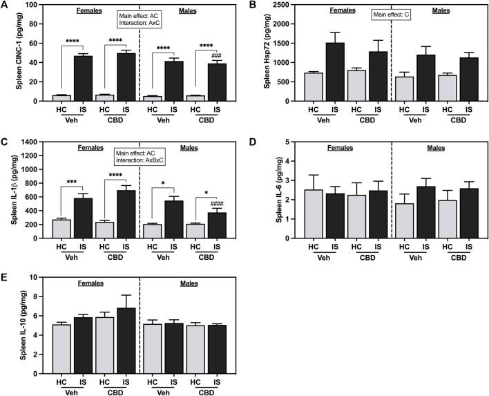 Spleen concentrations of (A) CINC-1, (B) Hsp72, (C) IL-1β, (D) IL-6, and (E) IL-10. Females are graphed to the left of the dashed line; males are graphed to the right of the dashed line. Data are presented as mean ± SEM; Symbols: A p < 0.05 (main effect of sex); B p < 0.05 (main effect of CBD); C p < 0.05 (main effect of IS); ### p < 0.001, #### p < 0.0001 (Fisher’s LSD post hoc effect of Sex); *p < 0.05, ***p < 0.001, ****p < 0.0001 (Fisher’s LSD post hoc effect of IS). Vehicle group = Veh, Cannabidiol-rich hemp extract group = CBD, unstressed home cage controls = HC, inescapable tail shock = IS.