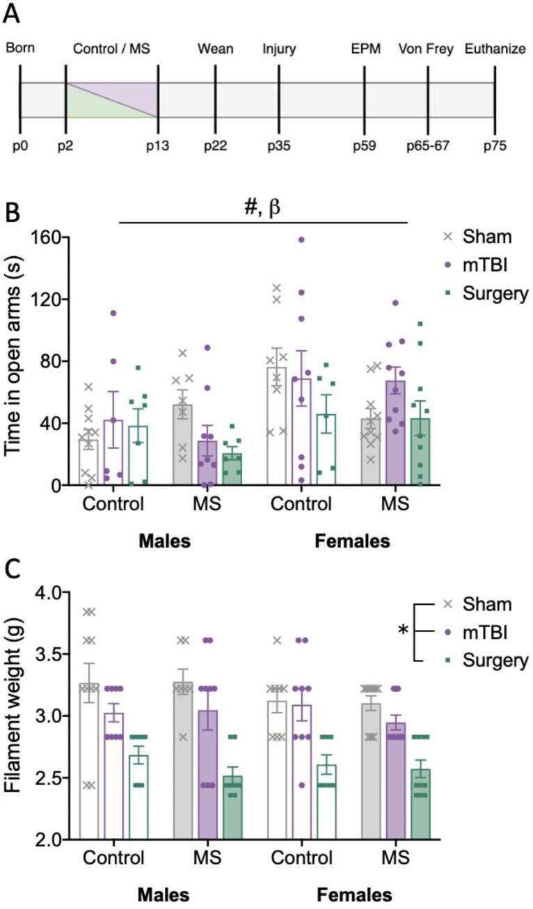 Experimental timeline and bar graphs displaying results for behaviour tasks. Means and individual data points ± standard error are shown. (*) indicates a main effect of injury, (#) indicates a main effect of sex, and (β) indicates a significant interaction; p’s < 0.05. A) Experimental timeline, MS – maternal stress, EPM – elevated plus maze; B) Time spent in the open arms of the elevated pus maze task, whereby the interaction observed was sex*stress*injury; and C) Filament weight recorded on the von Frey task for the right hind-paw.