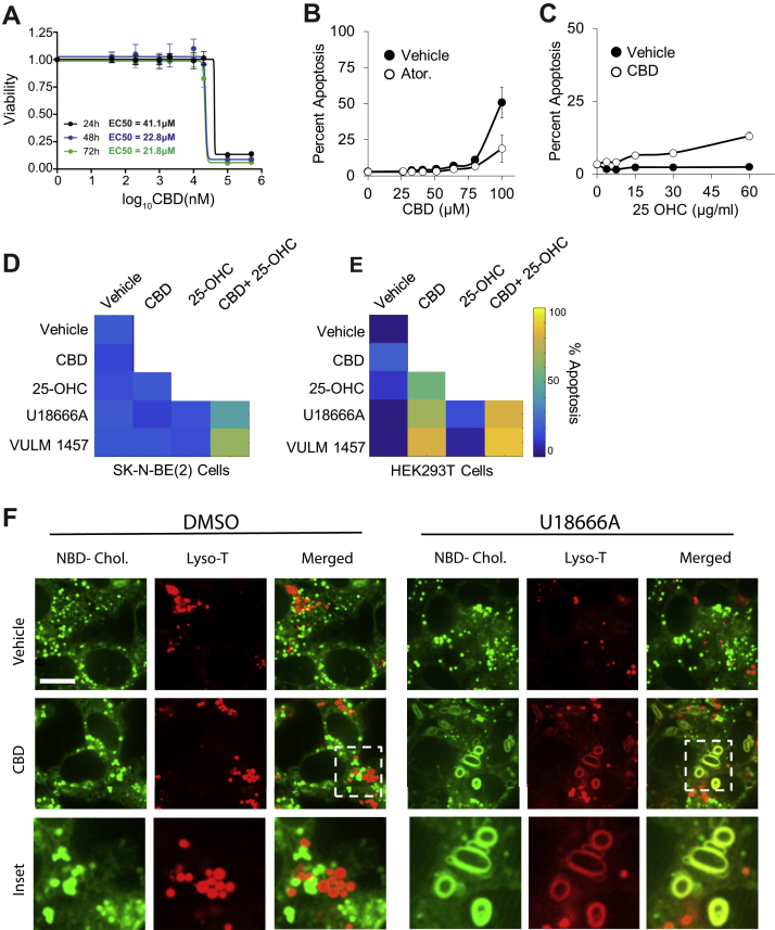 CBD-induced apoptosis is rescued by inhibitors of cholesterol synthesis and increased by inhibitors of cholesterol transport and storage.A, CBD was assessed for cytotoxicity in SK-N-BE(2) cells across increasing doses of CBD at 24, 48, and 72 h by CellTiter-Glo luminescent assay. B–E, SK-N-BE(2) or HEK293T cells were assessed for apoptosis at 24 h using live-cell microscopy using a resazurin-based fluorometric cell viability stain. Cells were treated with 10 μM atorvastatin and exposed to increasing doses of CBD in B. About 20 μM CBD and exposure to increasing doses of 25-OH cholesterol in C, and combinations of 20 μM CBD, 10 μM U18666A, 5 μM VULM, and 15 μg/ml 25-OH cholesterol at 48 h in D and E. Apoptosis displayed in a heatmap for each condition (supplemental Fig. S5). F, live-cell confocal microscopy of SK-N-BE(2) with NBD-cholesterol (green) and a lysosomal dye Lyso-T (red). Cholesterol subcellular distribution was examined upon exposure of cells to 20 μM CBD and/or 10 μM U18666A. The scale bar represents 3 μm. CBD, cannabidiol; HEK293T, human embryonic kidney 293T cell line; 25-OH, 25-hydroxy.