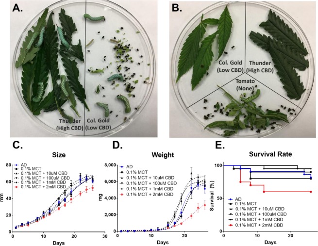 CBD as a potent feeding deterrent for M. sexta. (A) Two-way feeding preference test on the high CBD (3.2%) - and low CBD (0.81%)-producing C. sativa leaves. (B) Three-way feeding test with Solanum lycopersicum leaves. The size (C), weight (D), and mortality (E) of M. sexta when fed on AD containing 10 μM, 100 μM, 1 mM, and 2 mM CBD. For statistical analyses on insect growth and survival rate, a one-way ANOVA with Tukey’s multiple comparisons test (n = 20~22, p < 0.05) and Mantel-Cox test (n = 20~22, p < 0.05) were used, respectively.