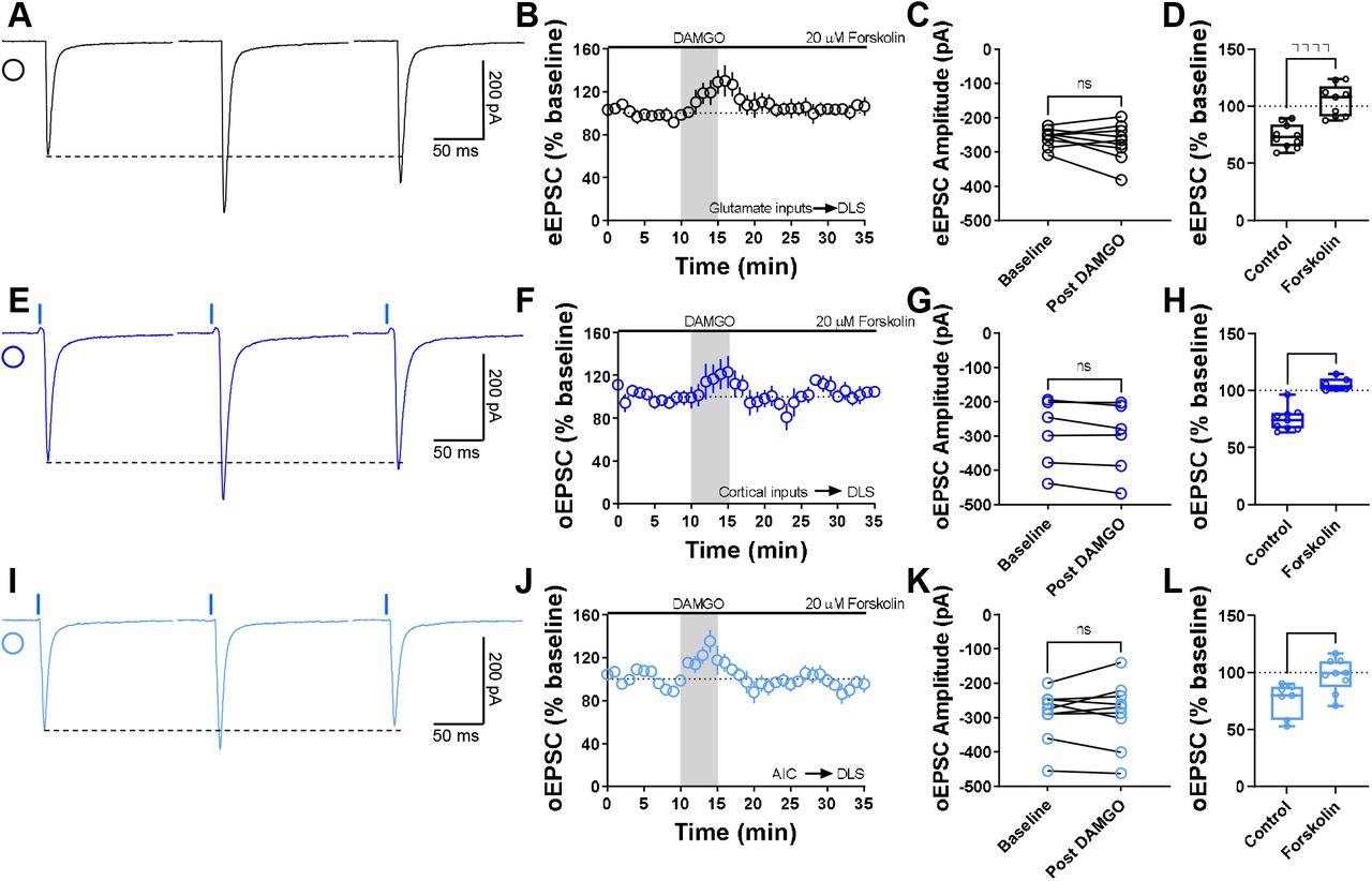 The activation of adenylyl cyclase disrupts MOR-mediated LTD.(A) Representative eEPSC traces showing the effects of 20 μM forskolin before, during and after DAMGO (0.3□μM, 5□min) application. (B-D) AC activation disrupted glutamatergic MOR-LTD (105 ± 5%, Unpaired t-test, P<0.0001, t17=5.54), showing no changes in eEPSC amplitude after DAMGO bath application (0–10□min baseline v. final 10□min of recording; paired t-test, P□=□0.324, t8□=1.05, n□= 9 neurons from 4 mice). (E) Representative oEPSC traces showing the effects of 20 μM forskolin before, during and after DAMGO (0.3□μM, 5□min) application in brain slices from Emx1-Ai32 mice. (F-H) AC activation disrupted corticostriatal MOR-LTD (105 ± 2%, Unpaired t-test, P<0.0001, t13=6.65), with no effects in oEPSC amplitude after DAMGO bath application (0– 10□min baseline v. final 10□min of recording; paired t-test, P□=□0.0576, t5□=2.455, n□= 6 neurons from 4 mice). (I) Representative AIC-DLS oEPSC traces showing the effects of 20 μM forskolin before, during and after DAMGO (0.3□μM, 5□min) application. (J-L) AC activation blocked specifically AIC MOR-LTD (98 ± 5%, Unpaired t-test, P=0.0116, t14=2.9), without changes in oEPSC amplitude after DAMGO bath application (0–10□min baseline v. final 10□min of recording; paired t-test, P□=□0.702, t8□=0.396, n□= 9 neurons from 3 mice). Time course data represent mean ± SEM. Box plots show average of the final 10 minutes of recording and represent median and interquartile ranges. ns= not significant, *P□<□0.05, ****P□<□0.0001.