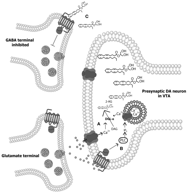 Illustration of 2-arachidonylglycerol (2-AG) synthesis. (A) Depolarization-induced Ca2+ influx within dopamine (DA) neurons of the ventral tegmental area (VTA) results in the hydrolysis of 1,2-diacylglycerol (DAG) by DGL-α and DGL-β lipases to form 2-AG (98, 100). (B) Alternatively, activation of Gq/11 protein-coupled receptors (e.g., group 1 metabotropic glutamate receptors) directly stimulate phospholipase-Cβ (PLC), resulting in the hydrolysis of membrane phosphate phosphatidylinositol 4,5-bisphosphate (PIP2) to DAG, allowing for subsequent hydrolysis of DAG to 2-AG (101–103). In addition, Ca2+-dependent and GPCR-dependent 2-AG synthesis can co-occur to synergistically produce high concentrations of 2-AG (104, 105). (C) Following on-demand synthesis, 2-AG then diffuses from the postsynaptic DA neurons and binds with CB1 receptors on presynaptic gamma- aminobutyric acid (GABA) cells, inhibiting GABA release and thereby disinhibiting DAergic cell activity.