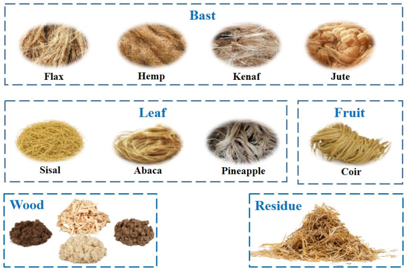 Examples of common natural fibers used in biocomposites (diagram drawn by the authors).