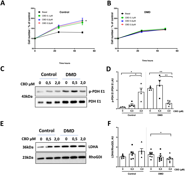 Effect of CBD on cell number and metabolic protein expression in hiPSC-cFib(A–B) Dose–response effect of cannabidiol (CBD) on hiPSC-cFib from healthy controls (A) and Duchenne muscular dystrophy (DMD) patients (B). Cells were treated with increasing concentrations of CBD (0.1–2 μM) for 24 h to 48h, and cell number was quantified. Data are presented as mean ± SEM from n = 3 healthy donors and n = 3 DMD patients. Statistical differences between basal versus CBD (0.1-2 μM) were determined with a non-parametric t-test in control and DMD groups. *P < 0.05 was considered statistically significant(C–D) Representative western blots and quantification of phosphorylated pyruvate dehydrogenase E1 (p-PDH E1) and total PDH E1 expression in hiPSC-cFib from control and DMD patients treated with CBD (0.5–2 μM, 24 h). Data are presented as mean ± SEM from n = 3 healthy donors and n = 3 DMD patients, with technical replicates obtained from independent hiPSC-cFib differentiation batches. Statistical differences between treatments in control and DMD groups were determined using a non-parametric one-way ANOVA. *P < 0.05, **P < 0.01.(E–F) Representative western blots and quantification of lactate dehydrogenase A (LDHA) expression in hiPSC-cFib from control and DMD patients following CBD treatment (0.5–2 μM, 24 h). Data are presented as mean ± SEM from n = 3 healthy donors and n = 3 DMD patients, with technical replicates derived from independent hiPSC-cFib differentiation batches. Statistical differences between treatments in control and DMD groups were determined using a non-parametric one-way ANOVA. *P < 0.05 versus untreated condition.