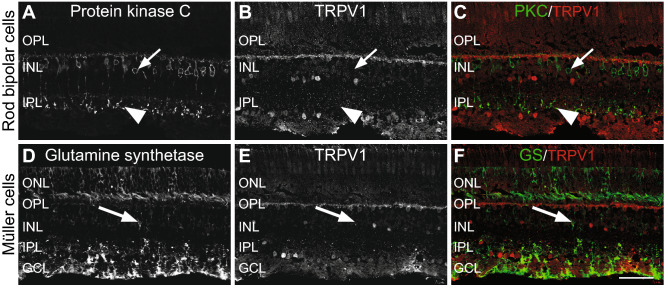 Double-label immunofluorescence showing no signal for TRPV1 in rod bipolar cells and Müller cells. TRPV1 is neither expressed in the cell bodies (small arrows in the upper INL) of bipolar cells nor their synaptic terminals at the edge of the OPL (arrowheads). Each protein expression is presented alone in grayscale: PKC (A) and TRPV1 (B); then, the two are presented merged (C), PKC in green and TRPV1 in red. Long arrows show specifically that the Müller cell bodies do not express TRPV1. Each protein expression is presented alone in grayscale: glutamine synthetase (D) and TRPV1 (E); then, the two are presented merged (F), glutamine synthetase in green and TRPV1 in red. Scale = 75 μm for (A–F).