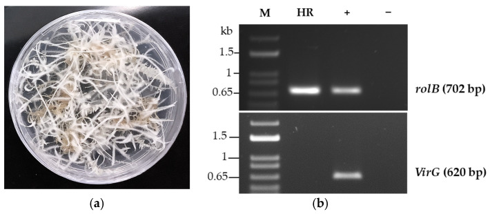 Establishment of hemp hairy root clones. (a) Selected hemp hairy root clone in solid culture media. (b) PCR analysis of HHR transformed with R. rhizogenes to verify the presence of rol B (T-DNA marker) and Vir G genes (R. rhizogenes marker). The DNA of R. rhizogenes was used as positive control (+) and water as negative control (−).