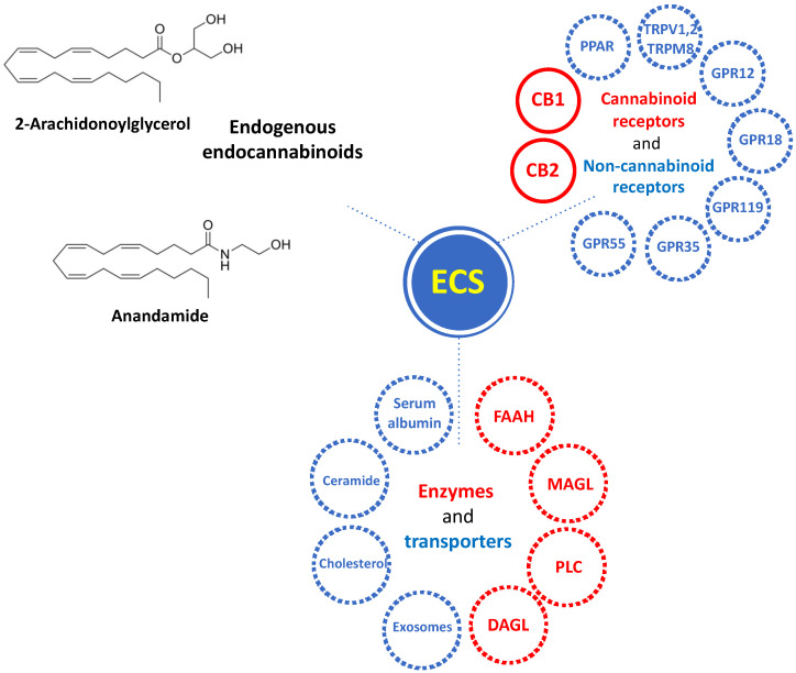 Overview of the components of the endocannabinoid system (ECS). ECS consists in endogenous endocannabinoids Anandamide (AEA) and 2-Arachidonoylglycerol (2-AG); cannabinoid receptors type 1 (CB1) and type 2 (CB2), and non-cannabinoid receptors GPR55, GPR35, GPR119, GPR18, GPR12, TRPM8, TRPV1, TRPV2, PPAR; enzymes for endocannabinoid synthesis (diacylglycerol lipase (DAGL) and phospholipase C (PLC)) and degradation (monoacylglycerol lipase (MAGL) and fatty acid amide hydrolase (FAAH)), and transporters, including serum albumin, ceramide, cholesterol.