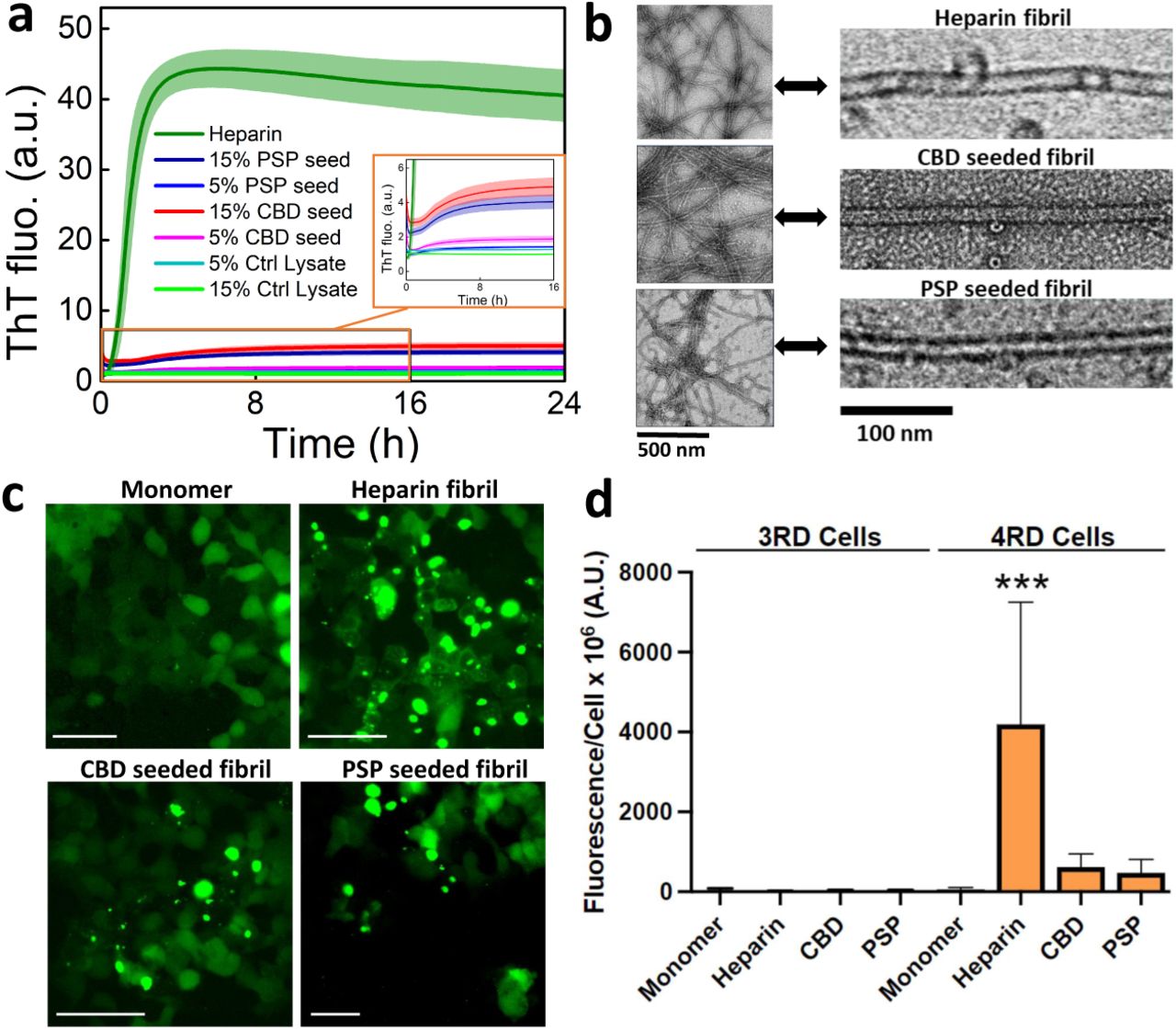(a) ThT fluorescence of tau187 fibrillization induced by heparin (green), Tau4RD cell-passaged seeds (lysates) from CBD (pink) or PSP (blue) patient samples for Tau187 construct, or uninfected Tau4RD cell lysate (negative control, cyan and light green). The CBD and PSP lysate-seeded aggregation generated a relatively low maximum ThT while the control lysate did not generate any ThT signal increase; an enlarged curve is shown in the inset. Tau187 (25 µM) was mixed with stoichiometric amounts of heparin (8.25 µM, 17% by mass) or cell-passaged lysates [either 5% (lighter-color lines) or 15% by mass (darker-colored lines)] and was aggregated in the presence of ThT at 37 °C. (b) Representative negative stain TEM of heparin-induced fibrils and lysate-seeded fibrils (scale bar, 500 nm.), with magnified images shown to the right (scale bar, 100 nm). Full images are shown in Fig. S3. (c) Representative images of Tau4RD*LM–YFP cells infected with monomeric Tau187, heparin-induced fibrils, and lysate-seeded fibrils. While all fibrils induced tau-YFP aggregation, monomeric Tau187 had no effect on the cells. YFP is shown in green. (Scale bar, 50 µm). (d) Quantification of tau-YFP aggregation following infection with Tau187 monomer, heparin-induced fibrils, or lysate-seeded fibrils in Tau3RD*VM-YFP cells (left) and Tau4RD*LM-YFP cells (right). *** = P < 0.001
