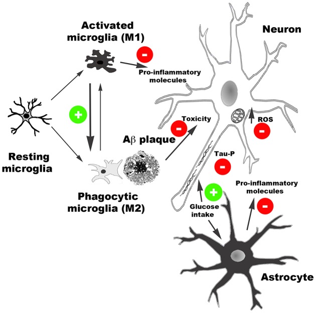 Schematic representation of main effects of CB2 receptor activation reported in AD models. CB2 receptor agonists reduce the release of pro-inflammatory molecules, facilitate Aβ clearance by promoting microglia phagocytic phenotype, reduce Aβ neurotoxicity, and facilitate glucose uptake. Moreover, CB2-mediated activity reduces oxidative stress damage produced by reactive oxidative species (ROS) and tau hyper-phosphorylation.