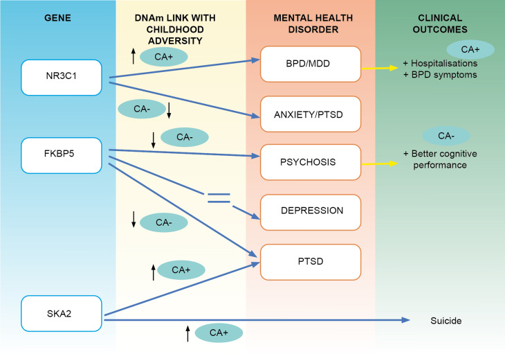 Summary of the evidence linking childhood adversity and DNAm changes on the Hipotalamic Pituitary Adrenal Axis in various conditions as well as with some clinical measures.Note: This Figure illustrates the evidence from candidate gene studies linking childhood adversity (CA) with DNAm in CpG sites located in NR3C1, FKBP5, SKA2 and CA, with various conditions and various clinical outcomes. In the gene and DNAm columns, CA + (with an arrow pointing up) reflects the presence of a positive association between the DNAm in probes located in those genes and CA; CA- (with an arrow pointing down) reflects a negative association. The disorder column shows in which mental health condition that association has been found. Lastly, the clinical outcomes column shows the presence of evidence linking DNAm, with a particular clinical phenotype; CA + indicated that the association between DNAm and the clinical outcome was related to CA.