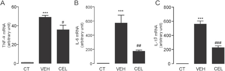 Celastrol suppressed carrageenan-induced inflammation. The effect of vehicle (VEH, 5% PEG/5% Tween-80 in saline, 10 mL/kg, i.p.) and celastrol (CEL, 0.3 mg/kg, 10 mL/kg, i.p.) on the mRNA expressions of (A) TNF-α; (B) IL-6; and (C) IL-1β in the paw tissues of carrageenan injected mice (close bars). *** p < 0.001 vs. non-carrageenan injection (CT, open bars); # p < 0.05, ## p < 0.01, ### p < 0.001 vs. VEH, one-way ANOVA with Bonferroni’s multiple comparison test. n = 6.