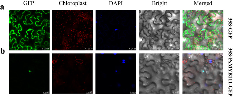 Subcellular localization analysis of the PsMYB111 fusion protein in tobacco leaves.a Control vector (pCAMBIA1302-GFP) expressed in epidermal cells of tobacco leaves. b Recombinant vector (PsMYB111-GFP) expressed in epidermal cells of tobacco leaves. GFP, GFP fluorescence; Chloroplast, chloroplast fluorescence; DAPI, DAPI fluorescence; Bright, bright field; and Merged, superposition of bright field and fluorescence. Bars, 25 and 50 µm