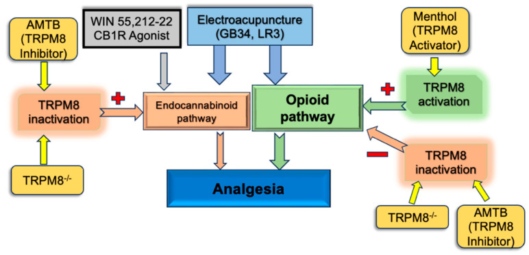 Regulatory effect of the TRPM8 receptor on acupuncture analgesia.