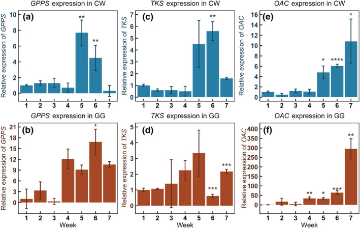 Expression of upstream genes in the cannabinoid biosynthetic pathway over the course of 7‐week flower development. (a, c, e) Expression of GPPS, TKS, and OAC in CW. (b, d, f) Expression of GPPS, TKS, and OAC in GG. Data are presented as means ± SE (n = 4). Significant difference of P < .05 (*), P < .01 (**), and P < .001 (***) was determined by comparing to week 1 using Student's t test
