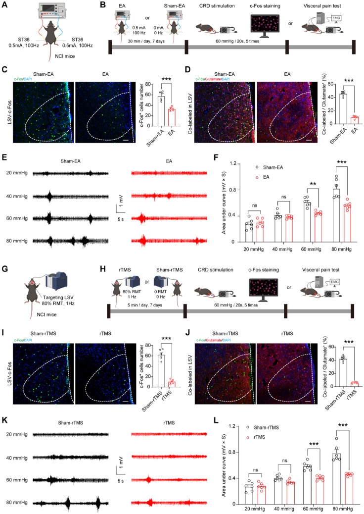 Series of neuroscience experimental results and animal treatment outcomes.