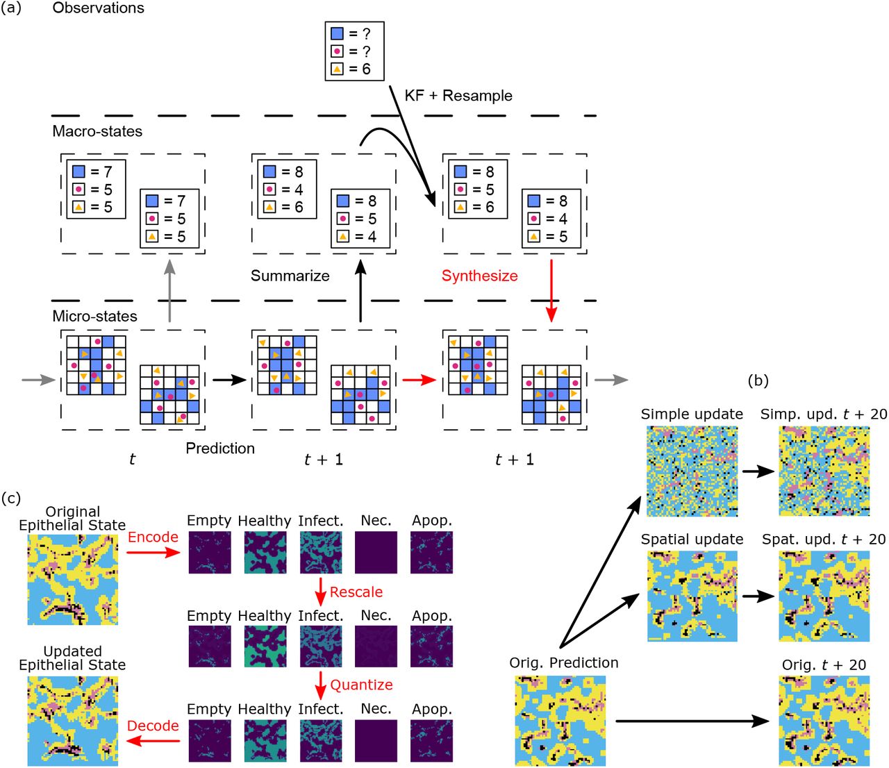 (a) Overview of the ABM Kalman Filter (ABMKF) algorithm’s update of microstates based on updates to the macrostates. Prediction: An ensemble of microstates at time t is advanced to t + 1 using the mechanistic model. Summarize: The updated microstates are then summarized into macrostates. Resulting macrostates are used as the ensemble in the Ensemble Kalman filter (EnKF). Update: The EnKF resamples the updated ensemble of macrostates. Synthesize (in red): The previous microstates are used as seeds for the synthesis of new macrostate-compatible microstates. (b) Starting epithelial microstate (time t), Second column: microstate updated by the two synthesis algorithms, Third column: microstates 20 time steps in the future. (c) Categorical epithelial states are encoded into five component scalar states as indicator variables. This “one-hot encoding” (64) is rescaled to increase the healthy and decrease the infected component sums. The scaled field is quantized back to a one-hot encoding using the quantization/error-diffusion algorithm. Finally, the quantized one-hot encoding is decoded as a categorical state.