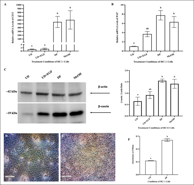 Differentiated HC11 cells displayed increased milk proteins and lipid levels.HC11 cells were seeded in base media for 24 hours (UD). HC11 cells were seeded and supplemented with EGF and INS for 3 days (UD+EGF). Finally, HC11 cells were differentiated in base media containing PRL, INS and DEX, and allowed to proceed for 4 days in the absence (DF) or presence of the vehicle (MeOH). Cells from all conditions were processed for total RNA or protein isolation, as described in methods. The relative (compared to RPL0 and RPL8) mRNA levels of CSN2 (A) and WAP (B) were determined. Gene expression analysis was repeated with 6 distinct replicates. Protein expression of β-casein was assessed, as described in methods, using 15μg of total protein for each sample. (C) A representative blot of β-casein expression is shown along with a bar graph quantifying its expression, normalized to β-actin, for undifferentiated (UD), EGF supplemented (UD+EGF), differentiated (DF) and differentiated in the presence of vehicle (MeOH), based on 4 replicates. Lipid levels were assessed in undifferentiated cells (UD) and differentiated cells (DF), by conducting an Oil Red O (ORO) assay, as described in methods. Representative images of ORO-stained undifferentiated HC11 cells (UD) and differentiated cells (DF), taken with a phase-contrast microscope (20x magnification). (F) Lipid levels were quantified in cells, as described in the methods, from 6 distinct replicates of undifferentiated HC11 cells (UD) and differentiated cells (DF). Results were plotted as mean ± SEM and compared using either a student’s t-test (for groups ≤2), or one-way ANOVA (for groups ≥ 3). Statistically significant changes were represented by distinct letters on bar graphs.
