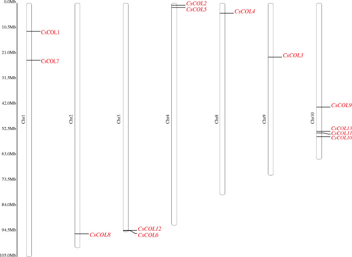 The physical location of 13 CsCOL genes on cannabis chromosomes. Chromosome numbers are indicated on the left of each scaffold. Chromosome size is shown by the vertical scale