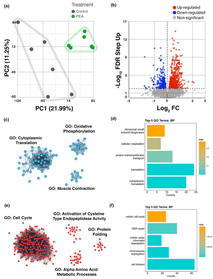 (a) Principal Component Analysis (PCA) of RNA‐seq data, illustrating the variance in gene expression between PEA‐treated and control samples (n = 6 per condition). Each point represents an individual sample, with clustering patterns indicating transcriptomic differences between conditions. Data are presented from n = 3 biological replicates for each dose. (b) Volcano plot depicting differentially expressed genes (DEGs), with −log10 FDR step‐up on the y‐axis and log2 fold‐change on the x‐axis. Gray points represent non‐significant genes, blue points indicate downregulated genes, and red points indicate upregulated genes. (c) Clusters of uniquely downregulated genes and their associated Gene Ontologies. (d) Gene Ontology (GO) biological processes for all downregulated genes. (e) Clusters of uniquely upregulated genes and their associated Gene Ontologies. (f) GO biological processes for all upregulated genes. Single‐node genes are excluded. Markov Clustering (MCL) was performed using the STRING app in Cytoscape (3.10.3).