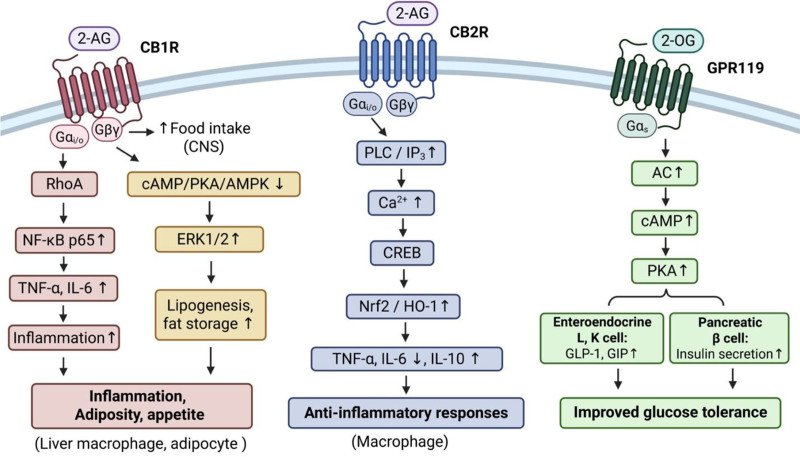 MAG signaling pathway leading to inflammatory and metabolic responses. (Left) In Kupffer cells, Gαi/o-coupled CB1R induces inflammation via RhoA-NFκB p65 nuclear translocation activation, releasing TNF-α and IL-6 in liver fibrosis [60]. In adipocytes, Gβγ-coupled CB1R reduces cAMP, PKA phosphorylation, and AMPK activation, stimulating ERK1/2, which induces lipogenesis and increases fat storage [61–63]. Additionally, in hypothalamic appetite circuits, 2-AG released postsynaptically from orexigenic AgRP/NPY and lateral hypothalamic orexin/MCH neurons acts as retrograde messengers to activate presynaptic Gi/o-coupled CB1R on GABAnergic neurons, reducing transmitter release, disinhibiting these hunger-promoting neurons, and ultimately increasing food intake [64–66]. (Center) CB2R predominantly recruits Gαi/o proteins and can activate the PLC/IP3/Ca2+ pathway, leading to nuclear factor E2-related factor 2 (Nrf2) translocation and heme oxygenase 1 (HO-1) signaling, which reduces TNF-α and IL-6 while induces IL-10 secretion [67]. (Right) GPR119 activation by 2-oleoylglycerol (2-OG) improves glucose-dependent insulin secretion. Gs-coupled GPR119 increases cAMP levels, which induces GLP-1 and GIP release in gastrointestinal L and K cells, respectively, which stimulate insulin secretion in pancreatic β-cells [68–70]. 2-AG, 2-arachidonoylglycerol; 2-OG, 2-oleoylglycerol; AC, adenylyl cyclase; AgRP, agouti-related peptide; cAMP, ; CB1R, cannabinoid receptor 1; CB2R, cannabinoid receptor 2; CREB, cAMP response element-binding protein; GIP, glucose-dependent insulinotropic polypeptide; GLP-1, glucagon-like peptide 1; GPR119, G protein-coupled receptor 119; IP3, inositol 1,4,5-trisphosphate; MCH, melanin-concentrating hormone; NPY, neuropeptide Y; PKA, protein kinase A; PLC, phospholipase C.