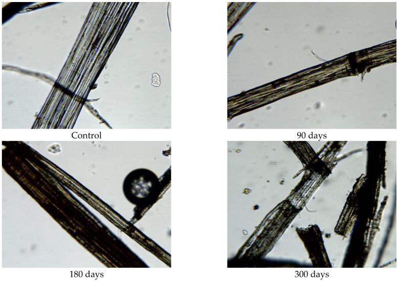 Images of jute fibres taken from 400 g/m2 unexposed nonwoven mulches and those exposed for 90, 180, and 300 days (×400 magnification).