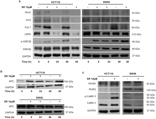 SR141716 inhibits canonical and activates non-canonical Wnt pathways in CRC cell lines. Western blot analysis for transducers of the canonical Wnt pathway (a) and for APC (b) in whole cell extracts from HCT116 and SW48 cultured for the indicated time in the presence (+) of SR141716 (SR) or vehicle alone (−). (c) Western blot analysis for CaMKII (total and phosphorylated), Wnt5, and ROR2 in whole cell extracts from HCT116 and SW48 cultured for 8 hours with SR141716 (+) or vehicle (−). GAPDH was used as protein loading control. Cropped blots from full-length gels are displayed in a, b and c.