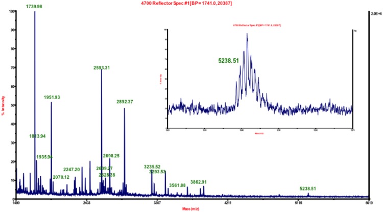 MALDI-TOF MS analysis of hΔ29–3-ABHD6 digested with trypsin. Specific peptides that matched with masses of in silico digesed hΔ29-3-ABHD6 protein are labeled in green. High-resolution MS spectrum of the precursor ion (m/z 5238.51) with the active site serine residue Ser148 is shown in inset.