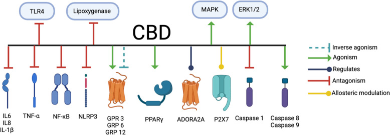 CBD impacts inflammatory and apoptotic pathways. CBD interacts with multiple components of inflammatory and apoptotic pathways. CBD antagonizes TLR4, lipoxygenase, interleukins 1α, 1β, 6, 18, TNFα, NFκB, NLRP3, and caspase 1. CBD activates caspases 8 and 9, G protein-coupled receptors GPR3, 6, and 12, PPARγ, ADORA2A, ERK1/2, and MAPK. CBD inversely activates GPR 3, 6, and 12, and allosterically modulates P2X7. Created with BioRender.com
