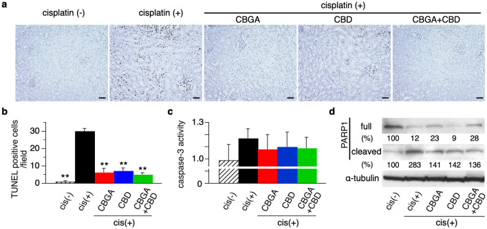 CBGA and CBD reduced apoptosis in cisplatin-induced acute nephropathy. (a) Representative pictures of TUNEL-positive apoptotic cells in kidneys from non-cisplatin administered mice or cisplatin-induced nephropathy mice treated with CBGA, CBD or CBGA + CBD (magnification × 200). Scale bars represent 50 µm. (The pictures of high magnification are shown in Supplementary Fig. S1). (b) Quantitative analysis of TUNEL-positive renal tubular epithelial cells assessed in kidneys from cisplatin (+) group (black bar), CBGA treatment group (red bar), CBD treatment group (blue bar), CBGA + CBD treatment group (green bar) at day 3. Shaded bar represents the non-cisplatin treatment group as control. (c) Caspase-3 activity in kidneys was determined using Caspase-3 assay kit (see “Materials and methods”). (d) The levels of full-length PARP1 and cleaved PARP1 protein expression were assessed in kidney tissue from cisplatin-induced acute nephropathy using western blotting (full image is shown in Supplementary Fig. S2). The quantitative percentages are indicated under each picture. **p < 0.01 vs. cisplatin (+) treatment group.