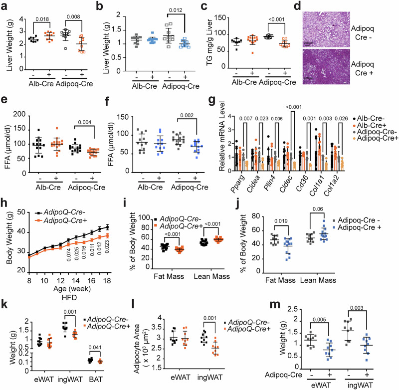 Adipose-resident GPR146 promotes liver steatosis in HFD-fed mice.Liver weights from male (a) and female (b) liver-specific knockout mice (Alb-Cre⁺) and control littermates (Alb-Cre⁻) fed HFD for 4 months (n = 9–13 mice per group), and from male (a) and female (b) adipose-specific knockout mice (Adipoq-Cre⁺) and control littermates (Adipoq-Cre⁻) fed HFD for 5 months (n = 8–13 mice per group). c Hepatic triglyceride content in male mice from the liver-specific and adipose-specific cohorts (n = 8–13 mice per group). d Representative H&E-stained liver sections from male adipose-specific knockout mice and control littermates fed HFD for 4 months (n = 8–13 mice per group). Plasma FFA levels of male (e) and female (f) liver-specific knockout and adipose-specific knockout mice, and corresponding control littermates fed HFD for 3 months (n = 10–15 mice per group). g qPCR expression analysis of hepatic adipogenesis- and extracellular matrix-related genes from male liver-specific knockout mice and control littermates fed HFD for 3 months (n = 8–13 mice per group); and from male adipose-specific knockout mice and control littermates fed HFD for 4 months (n = 8–13 mice per group). h Body weight of male adipose-specific knockout mice and control littermates fed HFD as indicated (n = 10–15 mice per group). MRI analysis of fat mass and lean mass from male (i) and female (j) adipose-specific knockout mice and control littermates fed HFD fed HFD for 4 months and 5 months, respectively (n = 12–15 mice per group). k Weights of eWAT, ingWAT, and iBAT depots from male adipose-specific knockout mice and control littermates after 4 months HFD (n = 9 mice per group). l, Mean adipocyte area in eWAT and ingWAT (n = 9 mice per group). m Weights of eWAT and ingWAT depots from female adipose-specific knockout mice and control littermates fed HFD for 5 months (n = 9 mice per group). Bars in (a–c, e, f, i–m) indicate mean ± s.d., bars in (g and h) indicate mean ± s.e.m. Statistical significance for panels (a–c and e–m) was determined by two-sided unpaired t tests, with P values shown. Source data are provided as a Source Data file.