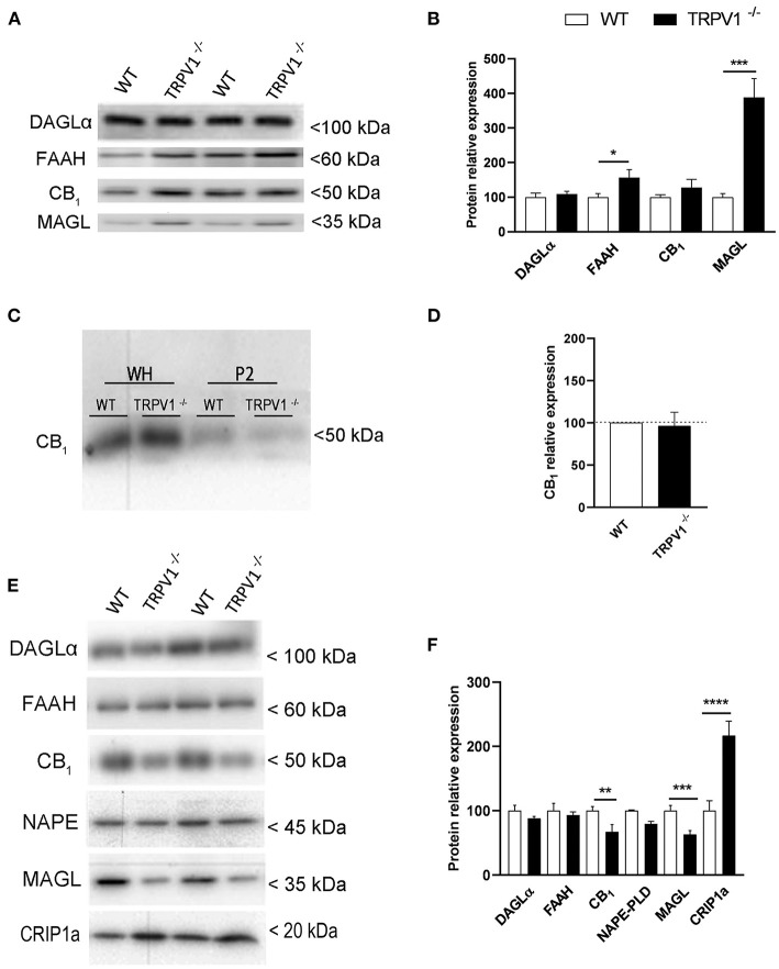 (A,B) Immunoblot and relative expression of CB1R and endocannabinoid enzymes in hippocampal whole homogenates from WT and TRPV1−/− mice. MAGL and FAAH increase significantly in TRPV1−/−. Data were analyzed by means of non-parametric or parametric tests (Mann–Whitney U-test or Student's t-test). (C) Immunoblot of CB1R in whole homogenates and P2 extracts of raw membranes from WT and TRPV1−/− mice hippocampi. (D) Relative expression of CB1R in P2 extracts from WT and TRPV1−/−. Not significant changes are detected in TRPV1−/−. Student's t-test. (E,F) Immunoblot and relative expression of CB1R, endocannabinoid enzymes, and CB1R interacting protein 1a in hippocampal synaptosomes from WT and TRPV1−/− mice. CB1R and MAGL decrease but CRIP1a increases significantly in TRPV1−/−. Fisher's exact test. p > 0.05; p < 0.05*; p <0.005**; p< 0.001***. Data are expressed as mean ± S.E.M.